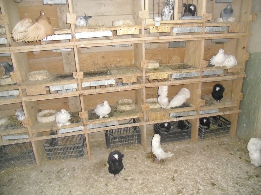 CIMG8933 - 10VOLIERA