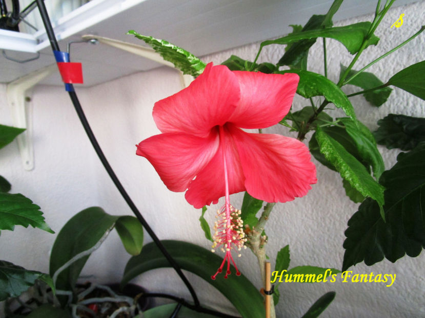 Hummel s Fantasy'(15-06-2018) - Hibiscusi 2018