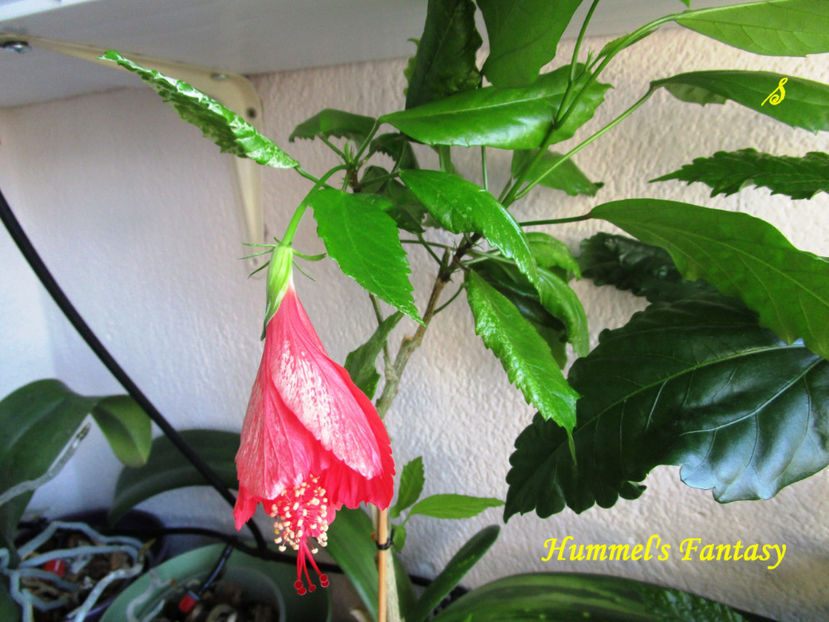 Hummel s Fantasy (15-06-2018) - Hibiscusi 2018