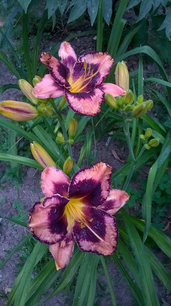 Simmons Overture - Hemerocallis 2018- 2019