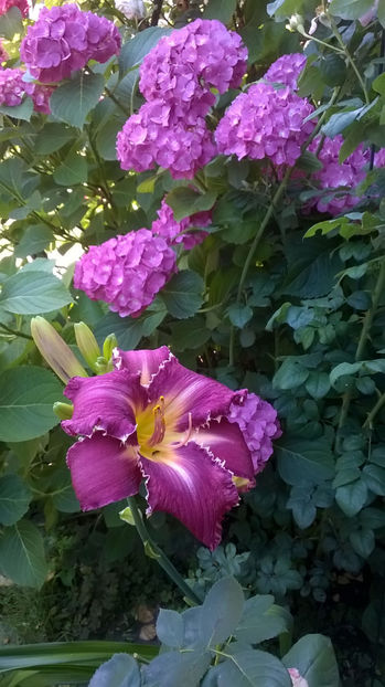  - Hortensii 2018- 2019