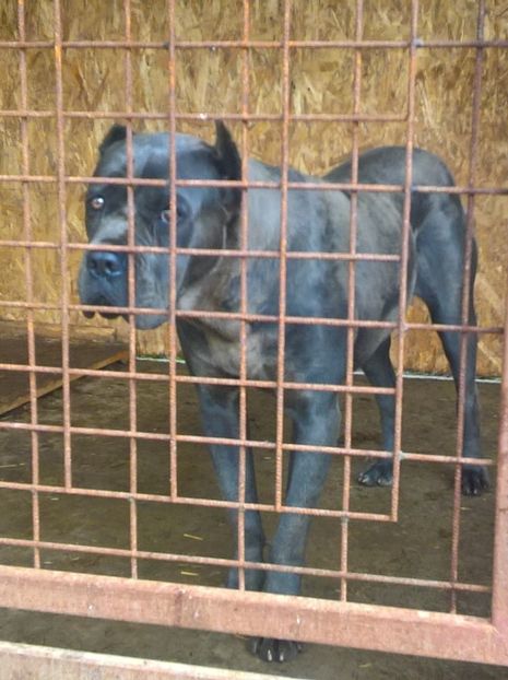 sașa 12 luni - cane corso