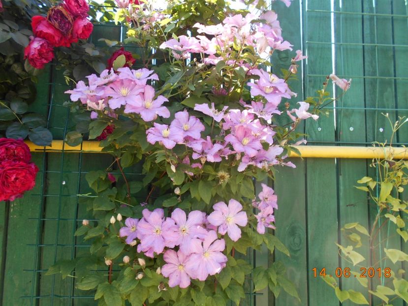  - 3Clematite2018