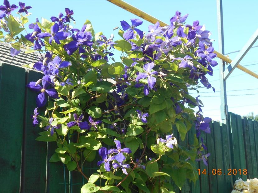  - 3Clematite2018