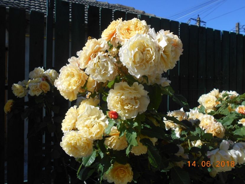 Caramella - 3Trandafiri 2018