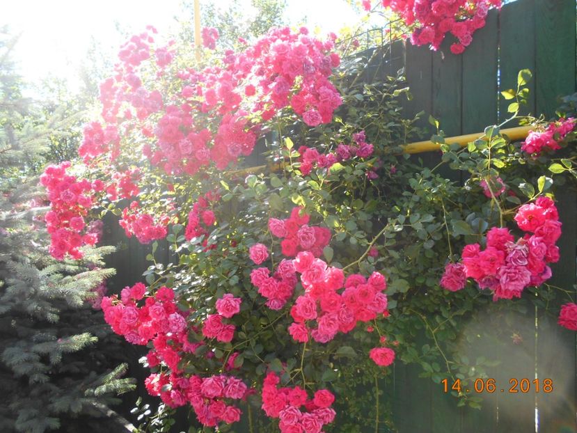  - 3Trandafiri 2018