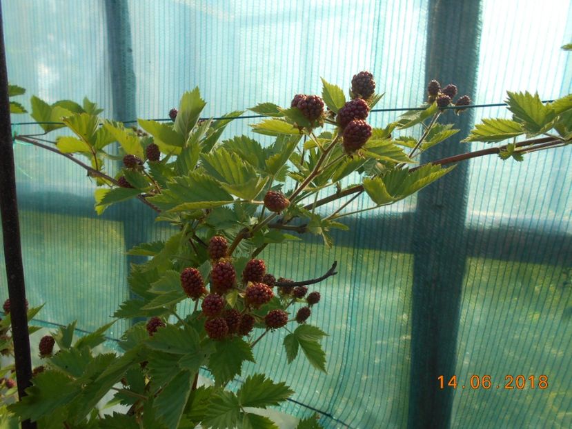  - 3Gradina de legume 2018