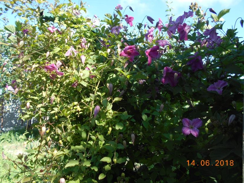  - 3Clematite2018