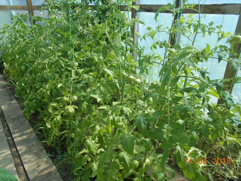  - 3Gradina de legume 2018