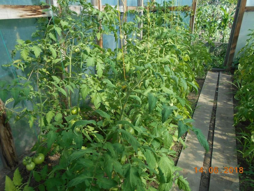  - 3Gradina de legume 2018