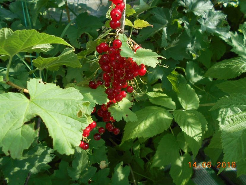  - 3Gradina de legume 2018