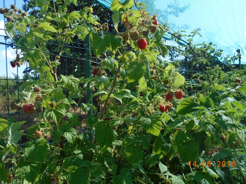  - 3Gradina de legume 2018