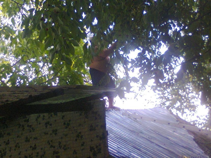 Fotografie3901 - 2018 VARA LA GRĂDINA