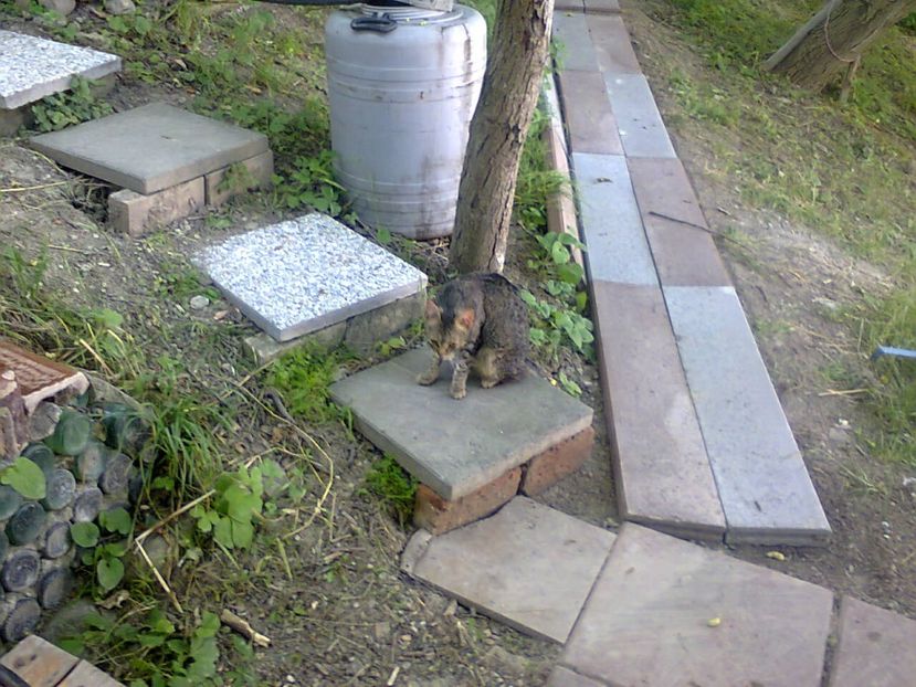 Fotografie3904 - 2018 VARA LA GRĂDINA