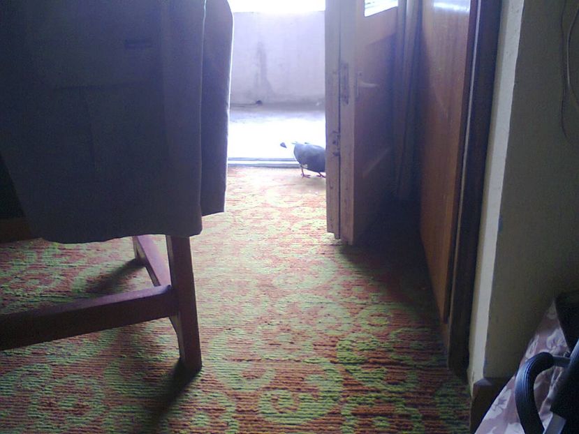 Fotografie3996 - 2018 CONCEDIU FELIX 31mai-14iunie