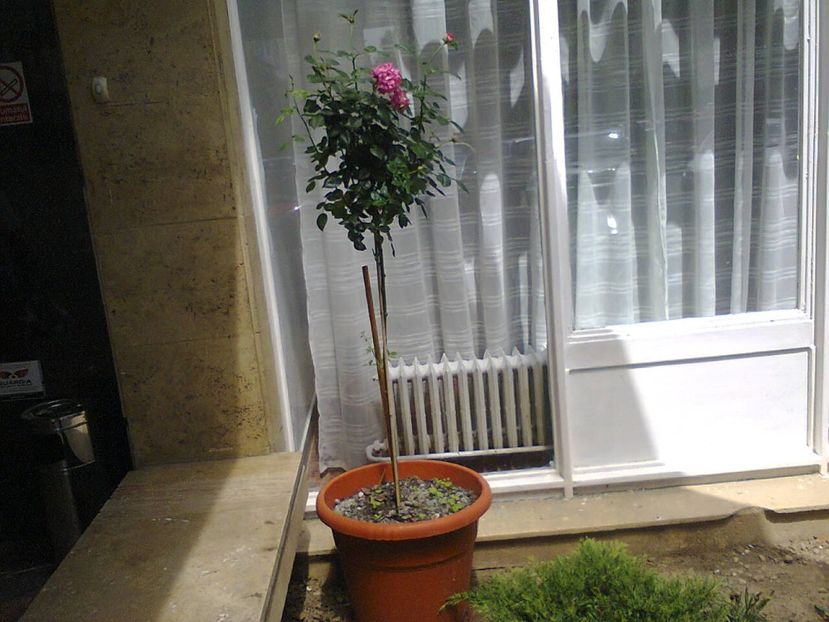 Fotografie4002 - 2018 CONCEDIU FELIX 31mai-14iunie