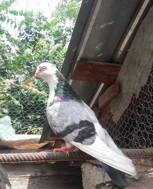 20180614_125058-1 - 4-Jucatori de Galati