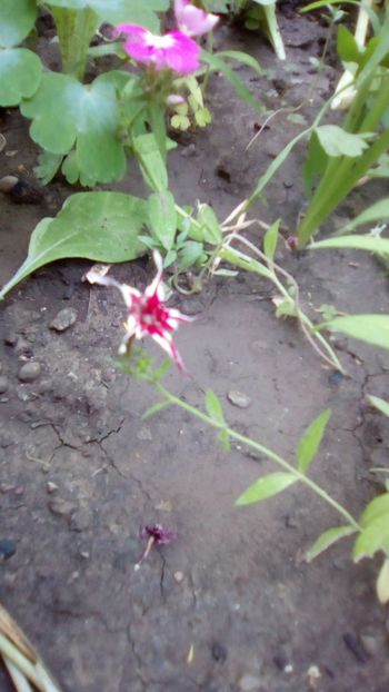 Phlox Twinkle star - Phlox Twinkle