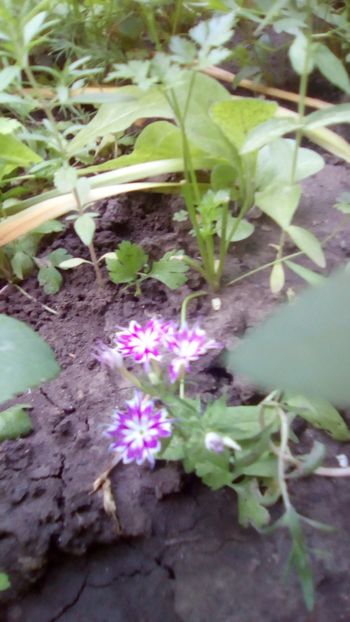 Phlox Twinkle star - Phlox Twinkle