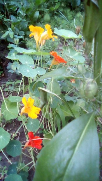 IMG-20180615-WA0022 - Caltunasi - Tropaeolum majus L