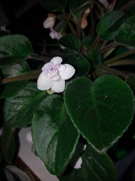  - Violete
