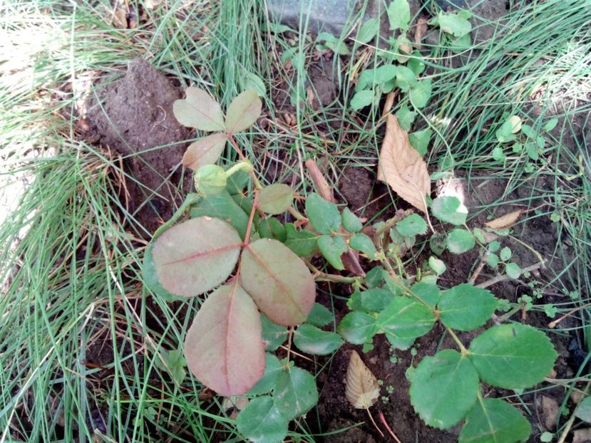  - Lady Emma Hamilton