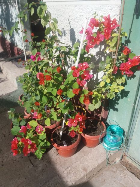 ->2018 - A64 Bougainvillea