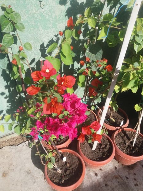  - A64 Bougainvillea