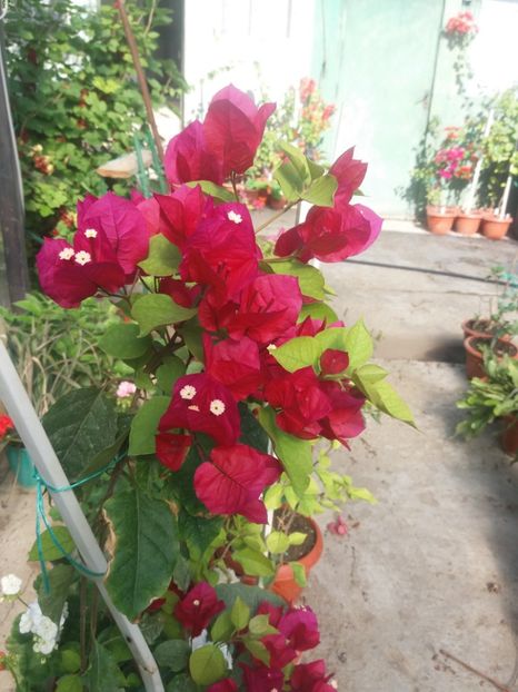  - A64 Bougainvillea