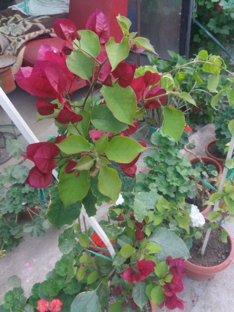  - A64 Bougainvillea