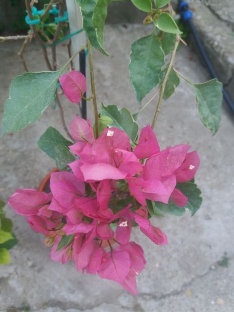  - A64 Bougainvillea