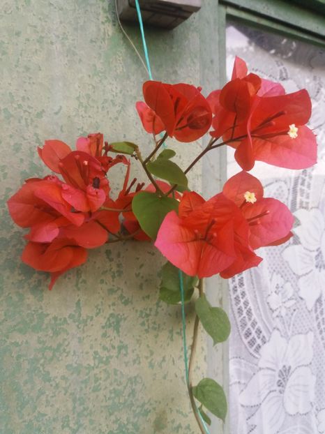  - A64 Bougainvillea