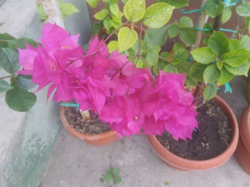  - A64 Bougainvillea