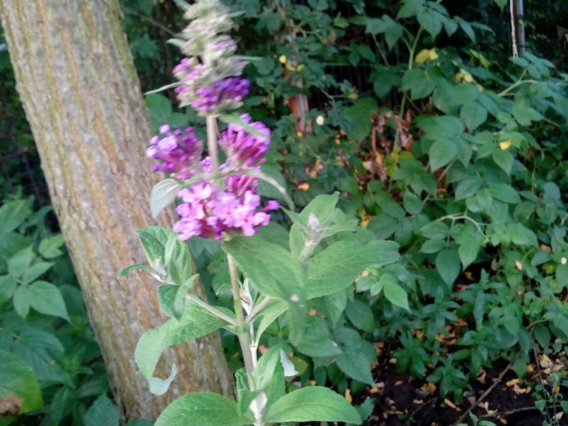 Border Beauty - Liliac de vară