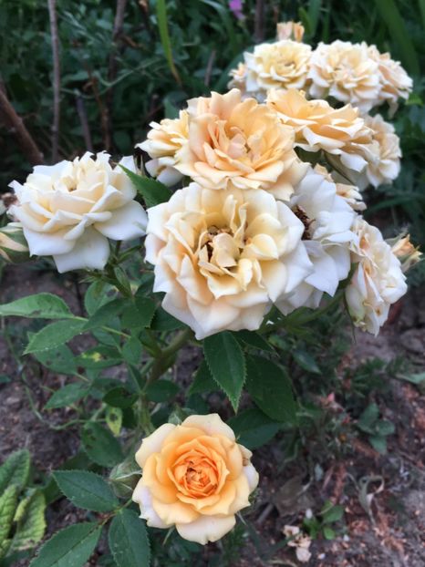 82FBA6C1-852A-4A6D-B38E-B6F521E5F1E4 - Trandafiri mini