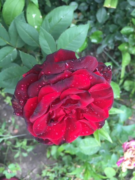 8D834CCA-0020-4C24-B1B5-2FE3BC388B48 - Trandafiri 2018 ll