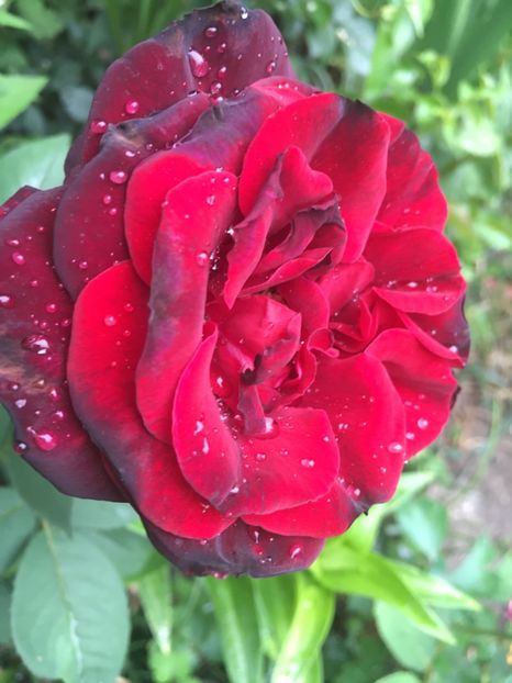 D63105E6-A1EF-47FD-81E2-CC9C1C2B3E74 - Trandafiri 2018 ll