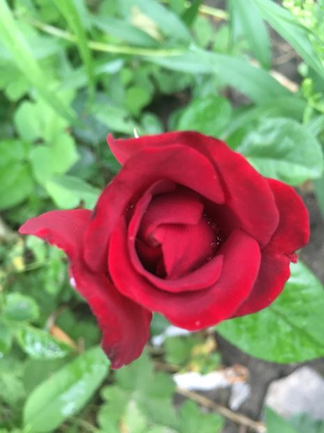 1E27BC3D-A051-44E5-99A6-A2C080D19213 - Trandafiri 2018 ll