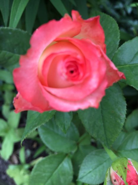 876B6C83-ABA1-40B9-94D1-ED19F764675F - Trandafiri 2018 ll