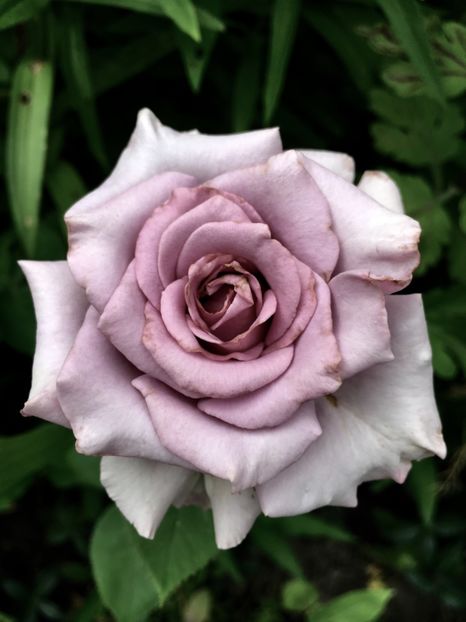 36CB526B-32FB-4084-A761-11AB83A8583B - Trandafiri 2018 ll