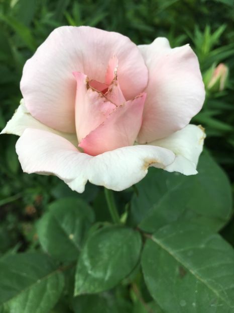 F6C5A1B3-5E44-440A-BE93-3DC90B9950DB - Trandafiri 2018 ll