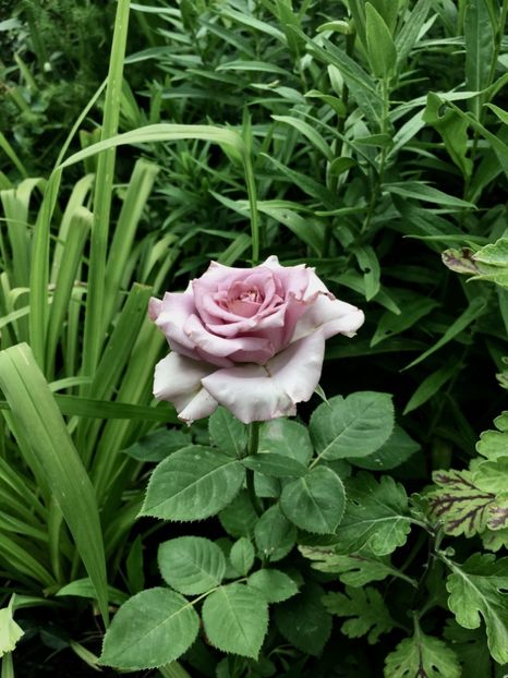 D11EB622-1165-4D2C-9C3E-47E48E1E12F8 - Trandafiri 2018 ll