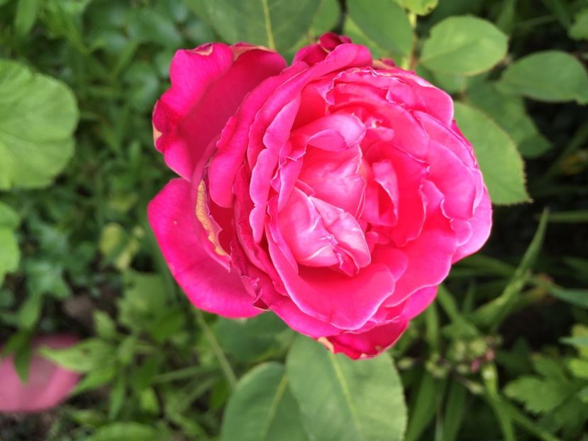 AE0B385F-B556-4512-9890-998B06838DC7 - Trandafiri 2018 ll