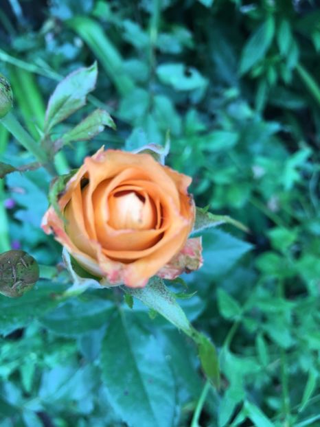 94102FD0-6D94-4447-A852-13B0752E63DC - Trandafiri 2018 ll