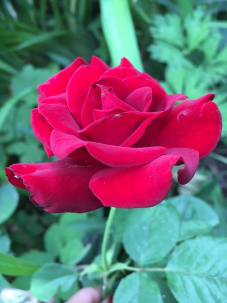 10F0FC46-5569-4605-908B-33294E0BC941 - Trandafiri 2018 ll