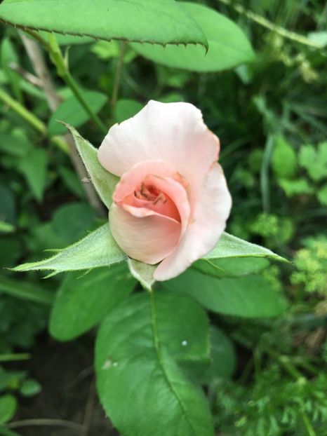 87E1FAA7-9BD9-48A4-9625-B42AC627910A - Trandafiri 2018 ll