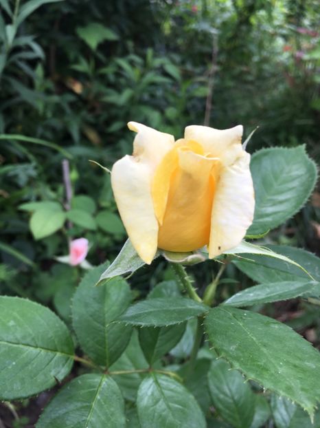 2ADB7F40-F045-4C26-A375-30DD0230BA1B - Trandafiri 2018 ll