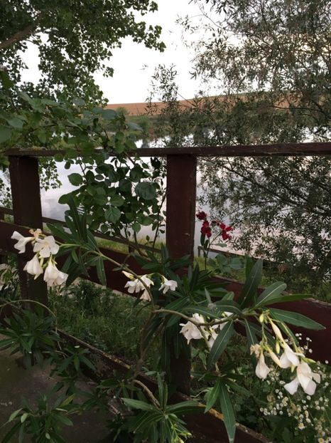 84D38B56-A5B9-4E44-9ED9-C88C8E0F3A8B - Leandru