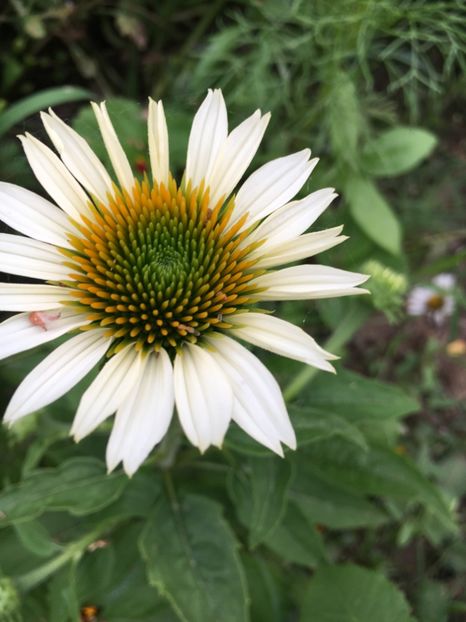 F55C8E5D-33FA-4CA8-B5CA-CA5A2DFBCC88 - Flori la balta 2018