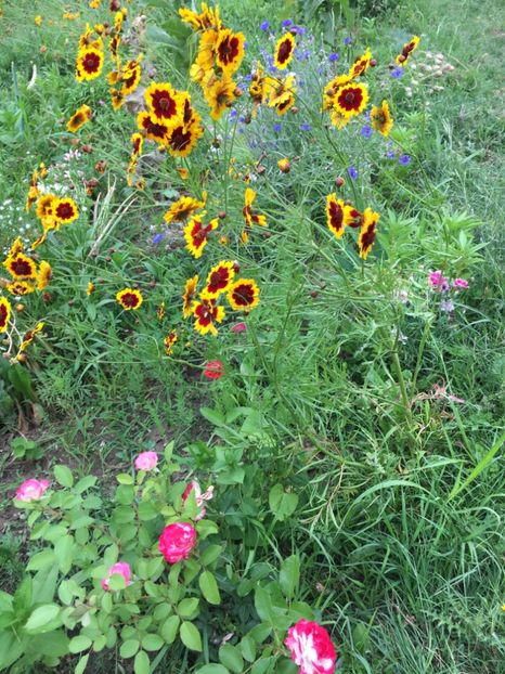 3234E729-CEFD-4297-A3C8-9D6DF807AF18 - Flori la balta 2018